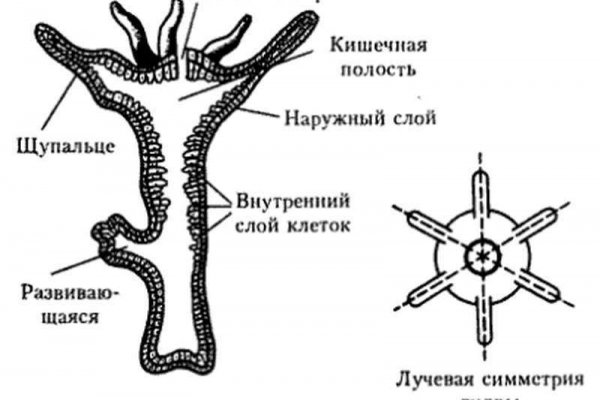 Кракен маркетплейс нарко